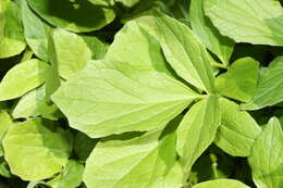 Image of Mountain Heliotrope