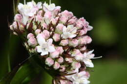 Image of Mountain Heliotrope