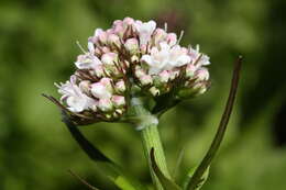 Image of Mountain Heliotrope