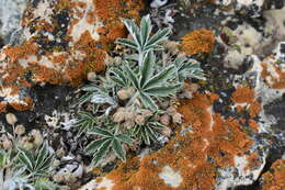 Слика од Potentilla concinna Richards.