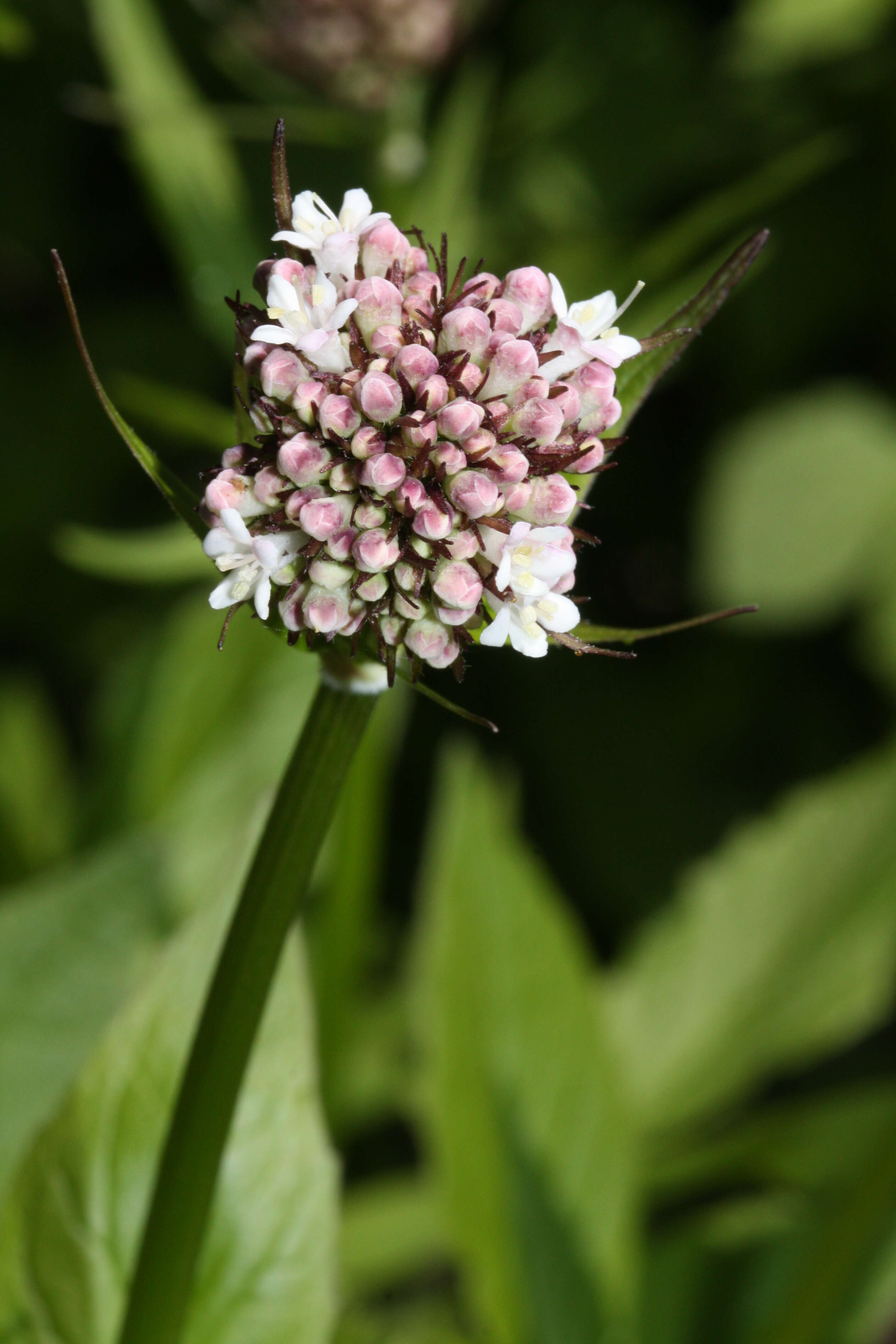 Image of Mountain Heliotrope