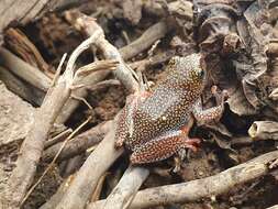 Image of Dotted Reed Frog