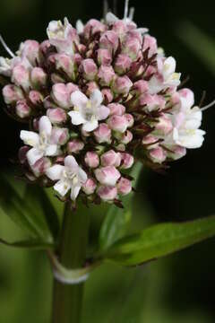 Imagem de Valeriana sitchensis Bong.