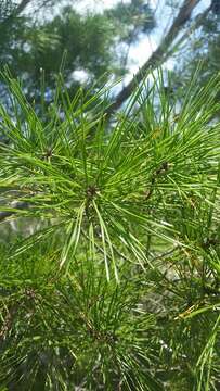 Imagem de Pinus clausa (Chapm. ex Engelm.) Sarg.