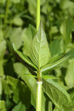 Image of Mountain Heliotrope