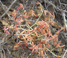 Image of Crassula expansa Soland.