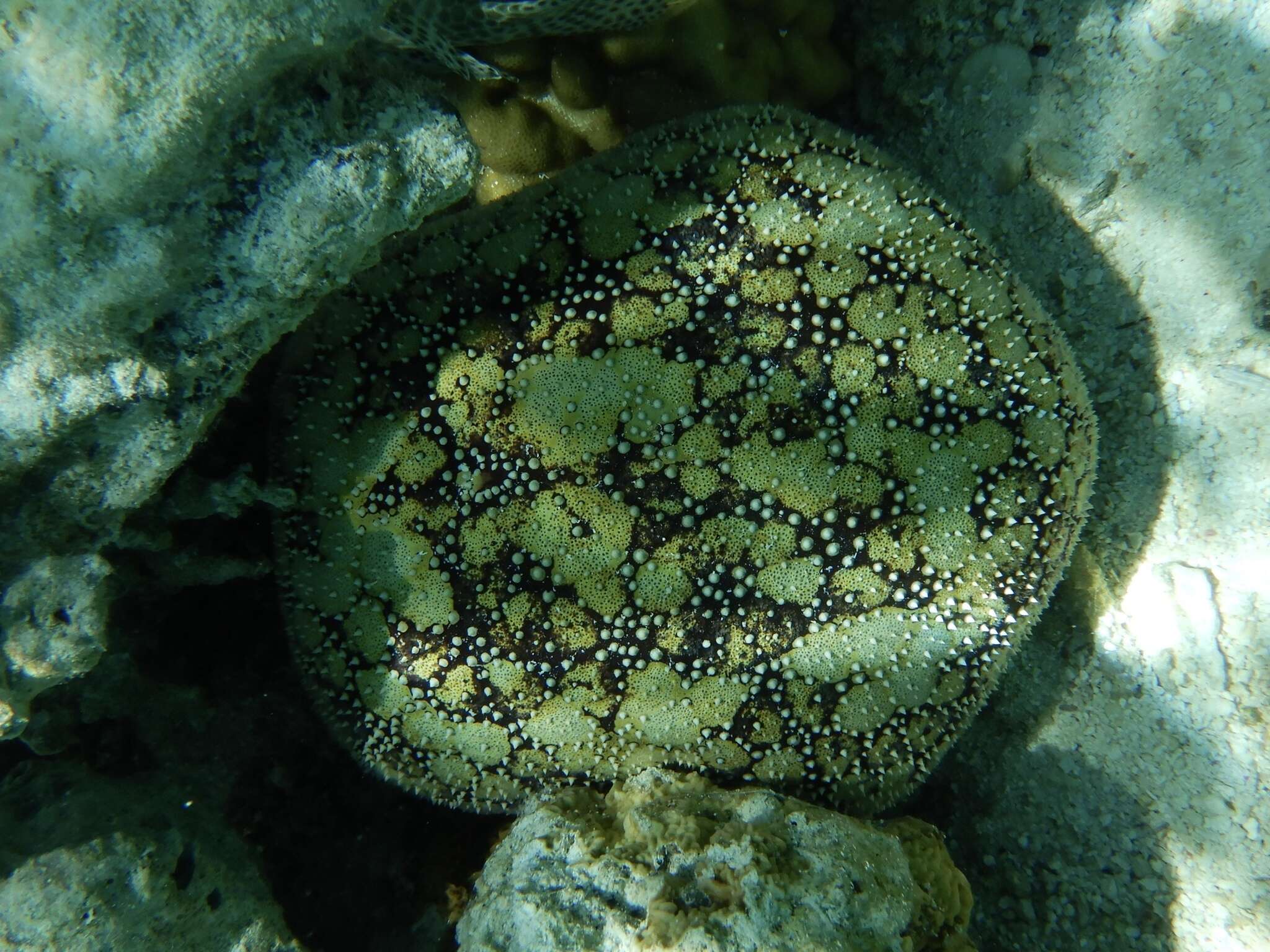 Image of Cushion star