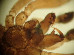 Image of Enoplognatha thoracica (Hahn 1833)