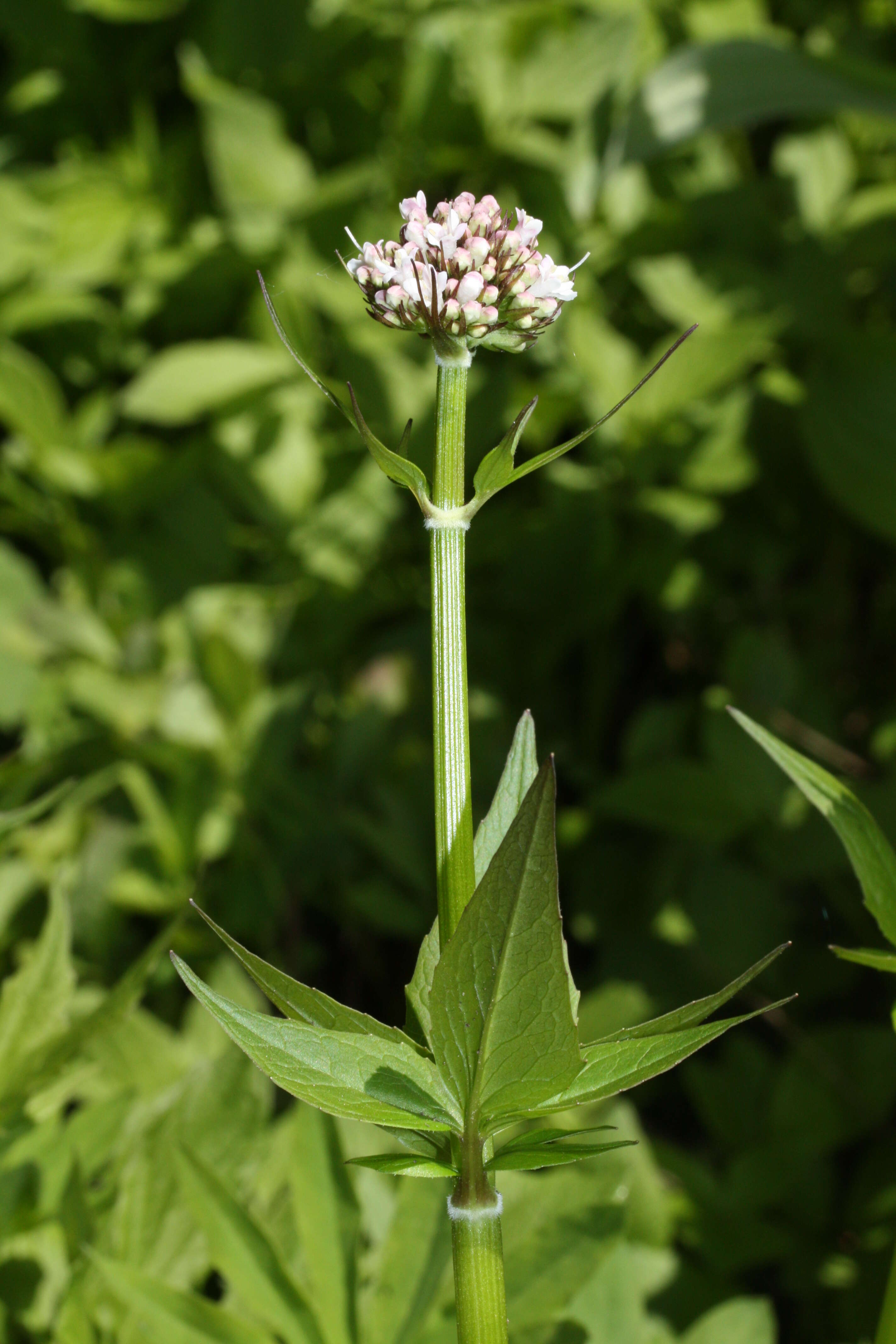 Image of Mountain Heliotrope