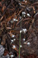 Image of threeleaf foamflower