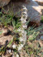 Image of Tassel orchid