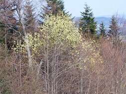 Image of goat willow