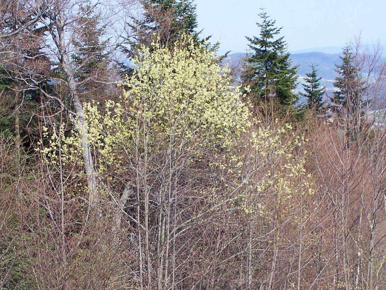 Image of goat willow