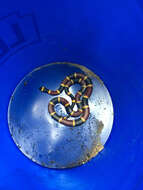 Image of Texas Coral Snake