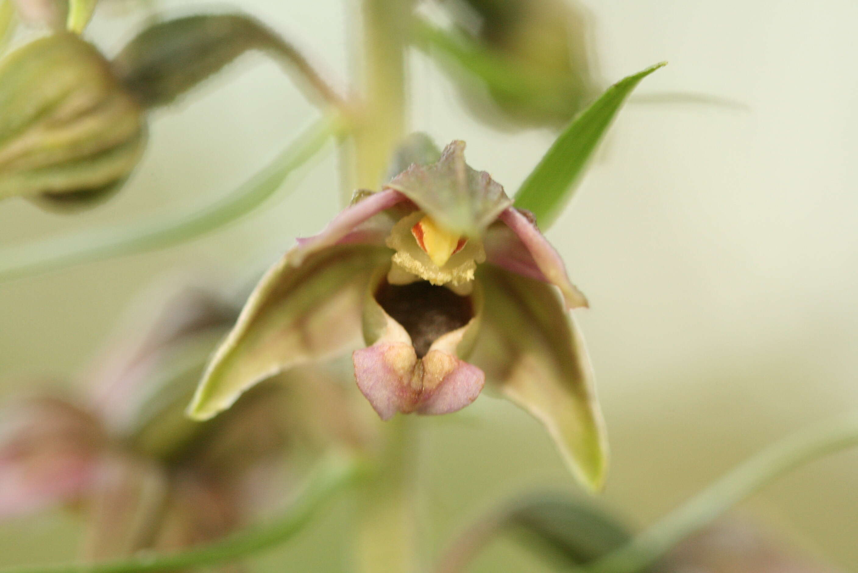 Image of Broad-leaved Helleborine