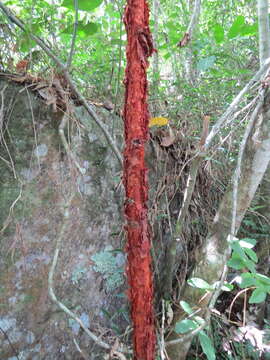 Image of Xylopia brasiliensis Spreng.