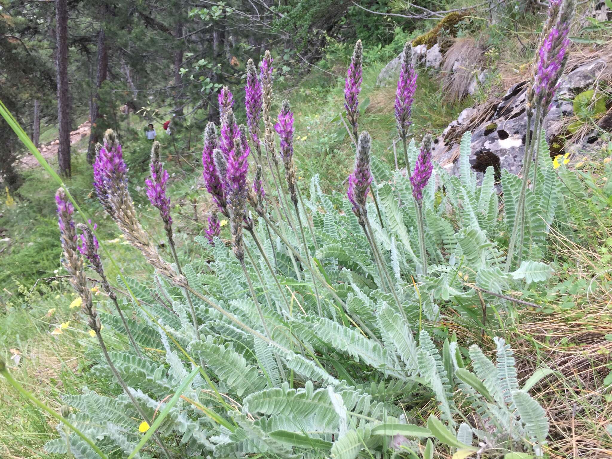 Image of Astragalus listoniae Boiss.