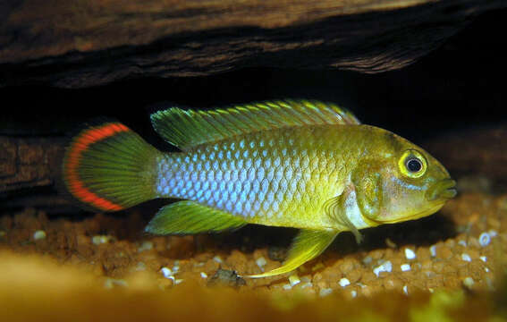 Image of Apistogramma nijsseni Kullander 1979