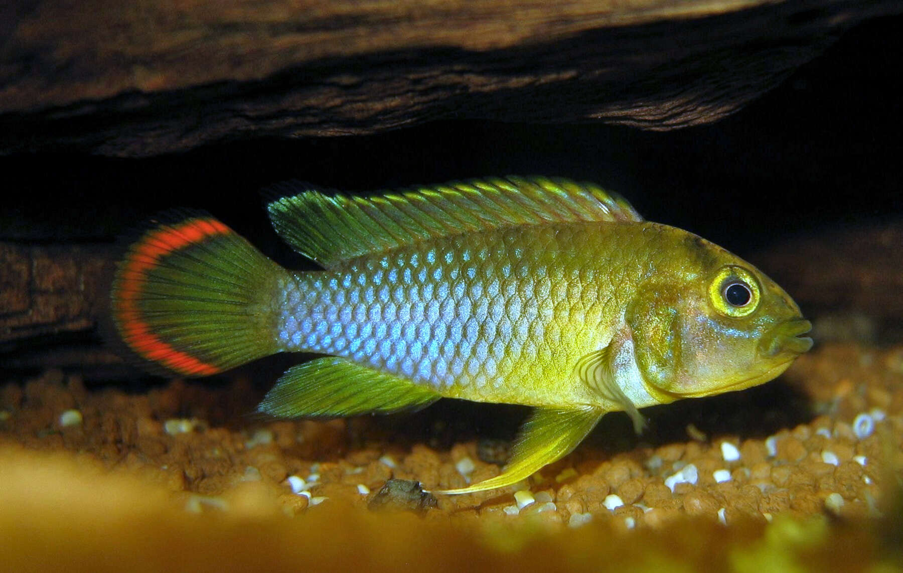 Image of Apistogramma nijsseni Kullander 1979