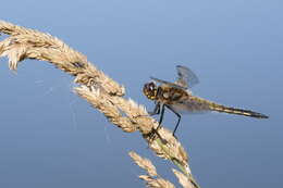 Image of Four-spotted Chaser