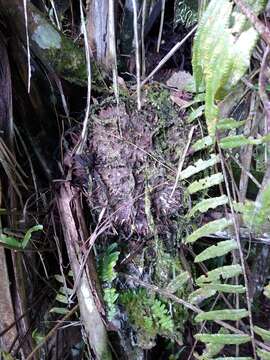 Image of ivory nut palm