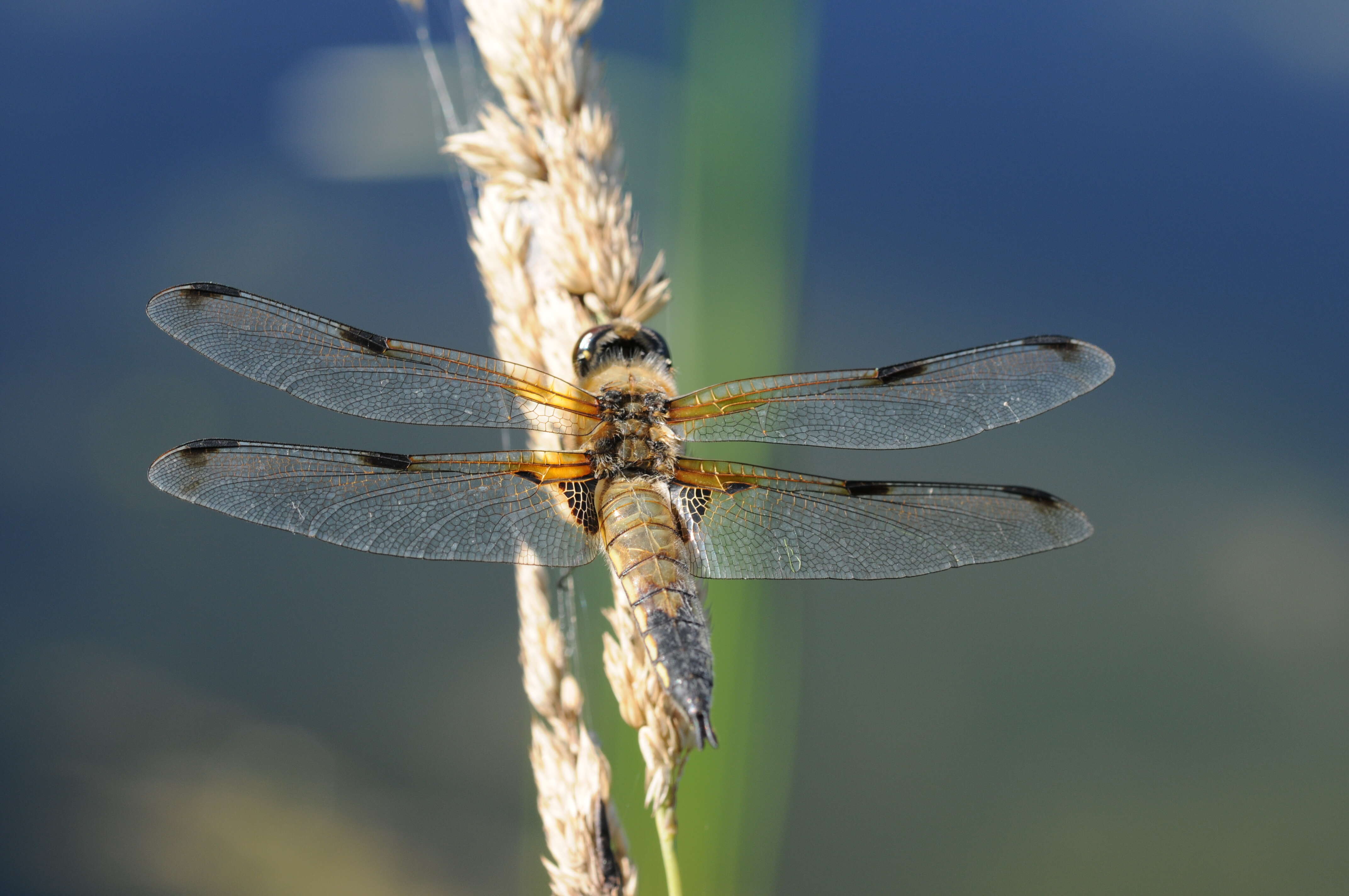 Image of Four-spotted Chaser