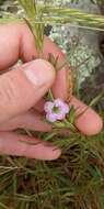 Image of Agalinis communis (Cham. & Schltdl.) W. G. D' Arcy