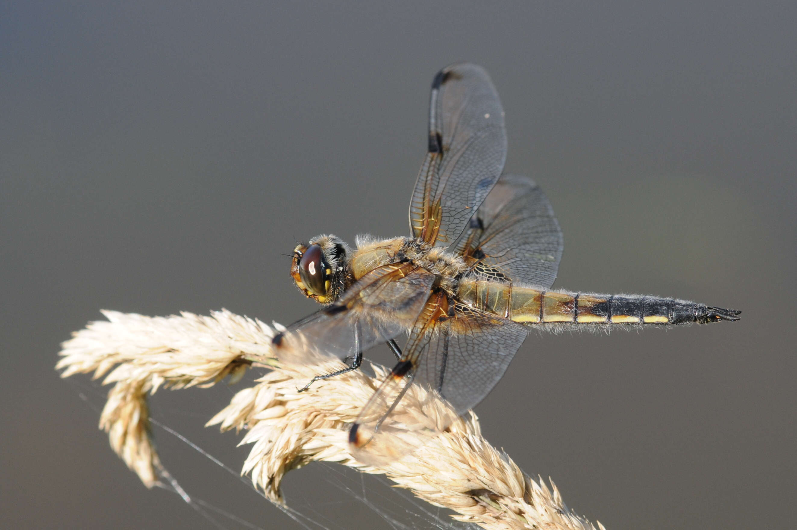 Image of Four-spotted Chaser