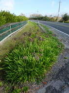 Imagem de Agapanthus praecox subsp. orientalis (F. M. Leight.) F. M. Leight.