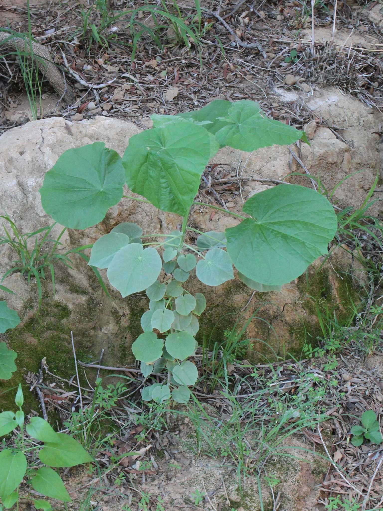 Image of Elephant's ear