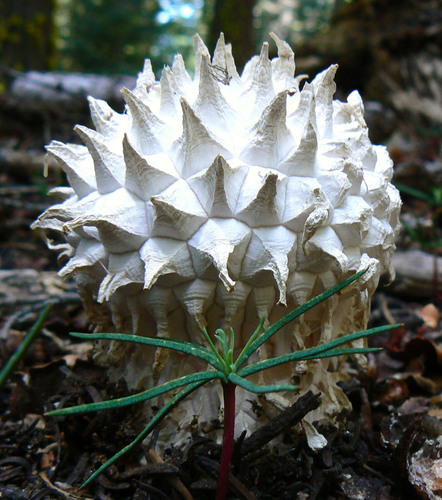 Image of Calvatia sculpta (Harkn.) Lloyd 1904