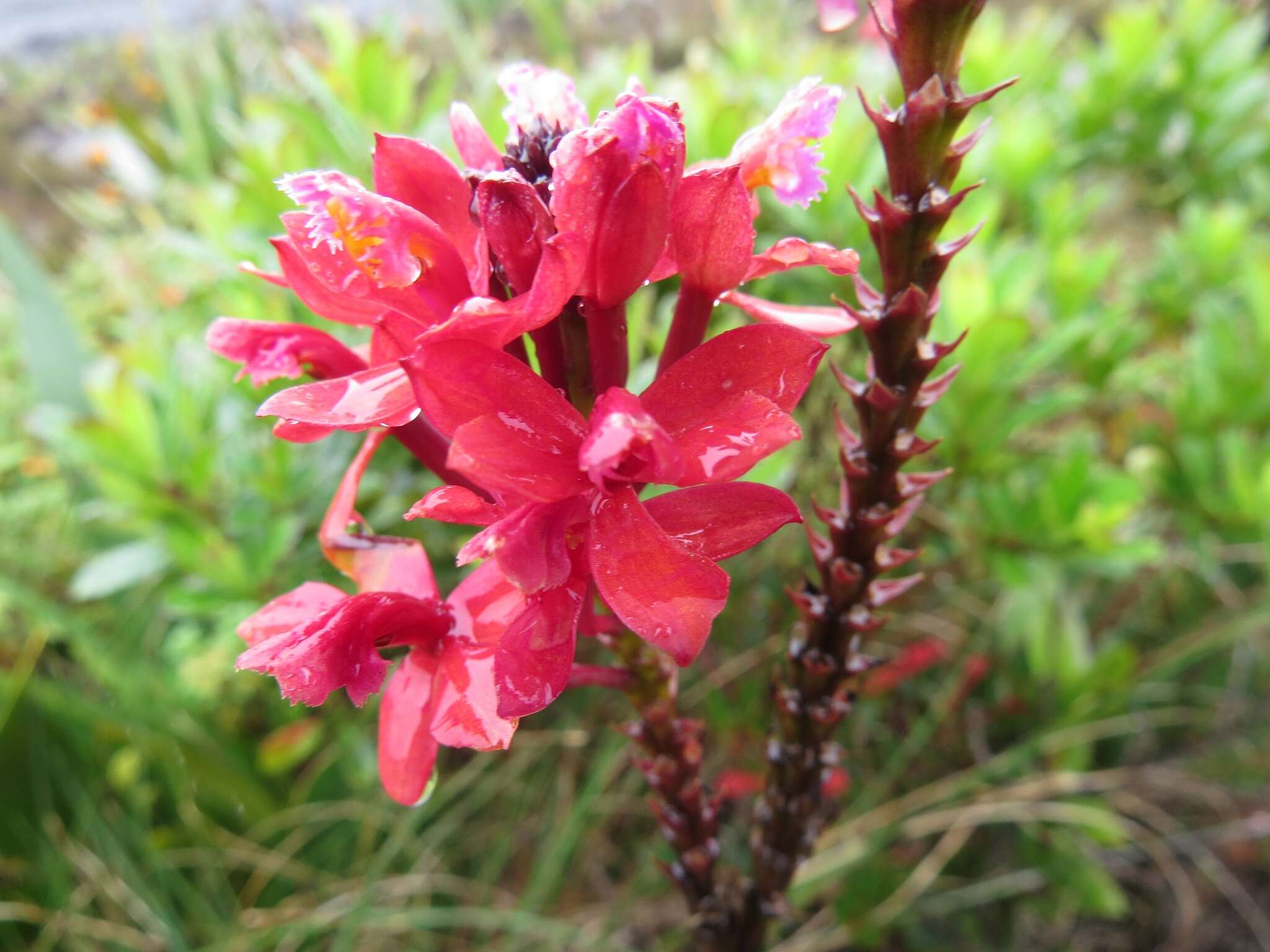 Image of Epidendrum holstii