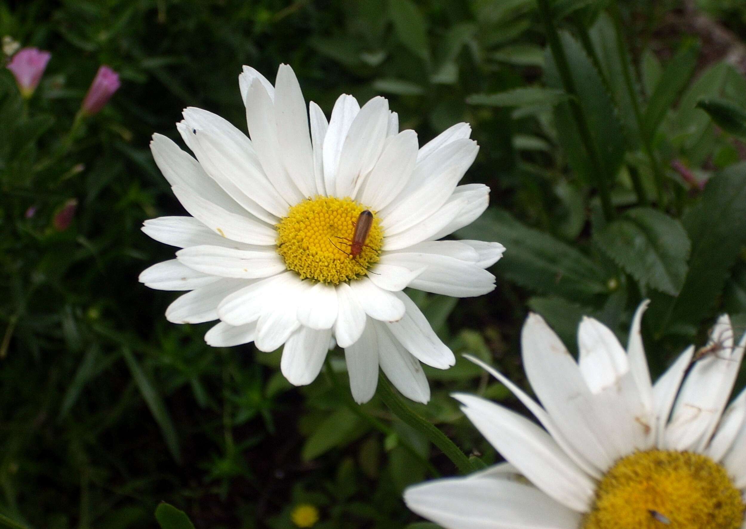 Image of Rhagonycha fulva