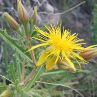 Image of jeweled blazingstar