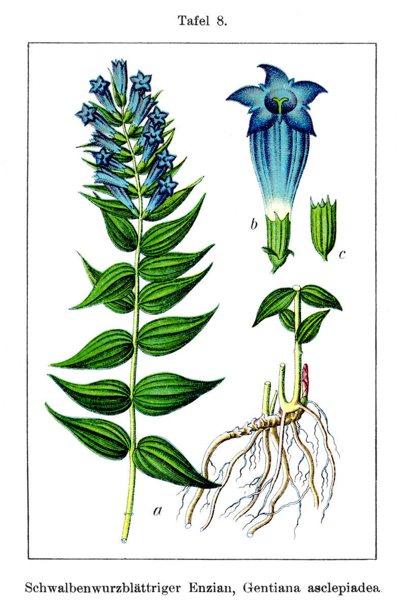 Image of Gentiana asclepiadea L.