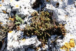 Image of Sedum urvillei DC.