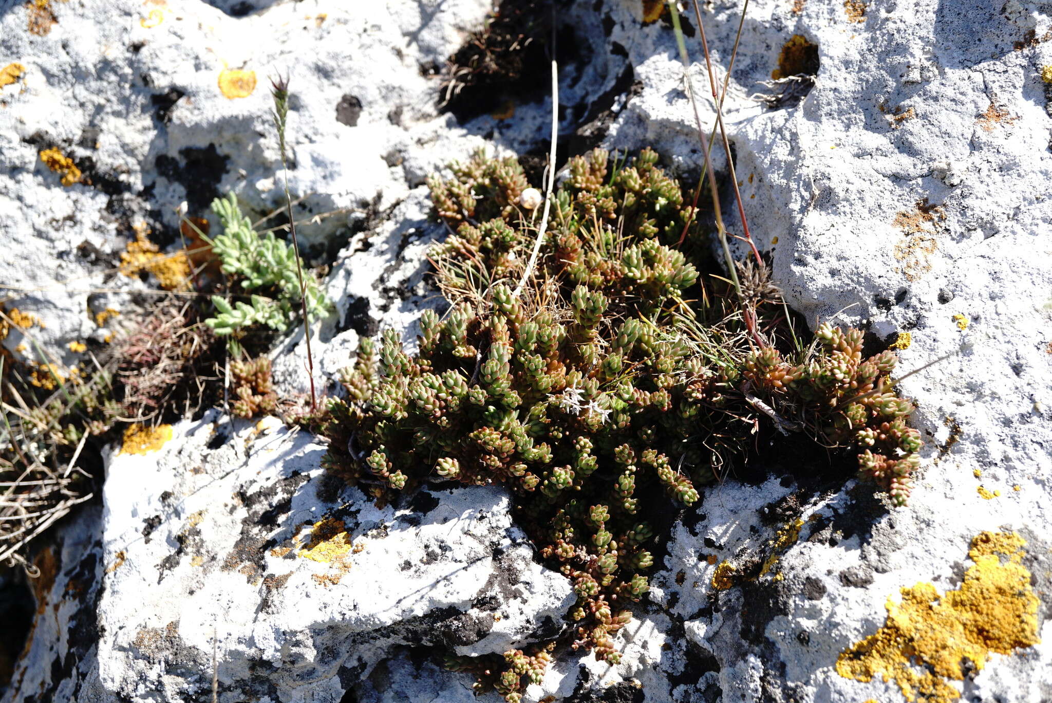 Image of Sedum urvillei DC.