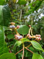 Image of Miconia multiplinervia Cogn.