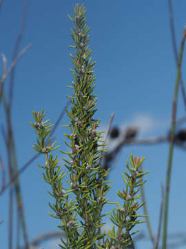 Imagem de Grubbia rosmarinifolia subsp. rosmarinifolia