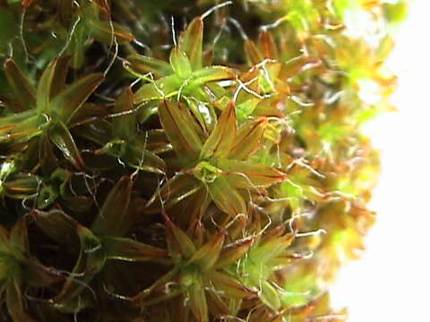 Image of great hairy screw-moss