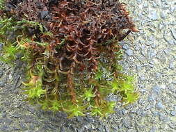 Image of great hairy screw-moss