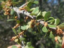 Image of Capurodendron androyense Aubrév.