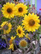 Image of ashy sunflower