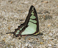 Image of <i>Graphium <i>cloanthus</i></i> cloanthus