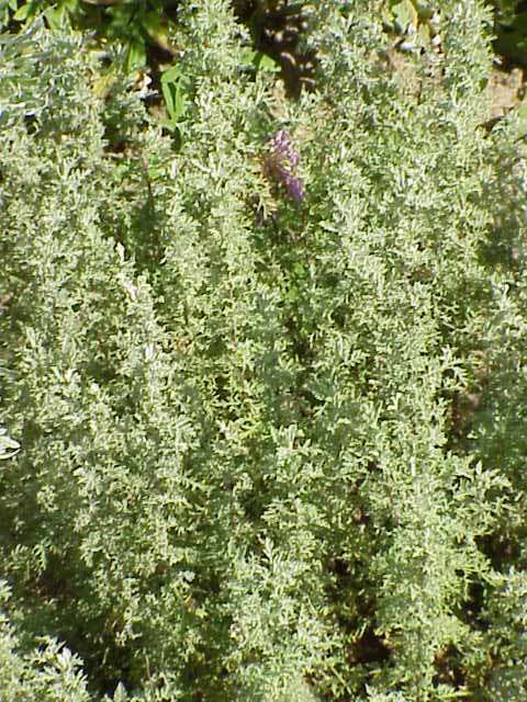 Image of Roman wormwood