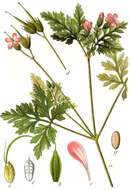 Imagem de Geranium robertianum L.