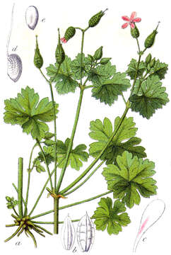 Image of geranium