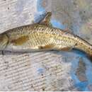 Image of Dalmatian Barbel-gudgeon