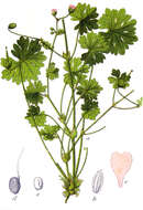 Imagem de Geranium molle L.