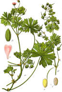 Imagem de Geranium pusillum L.